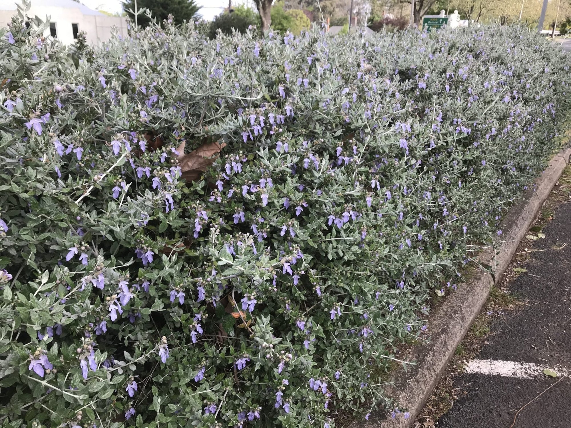 Germander (Teucrium fruticans) - Ladybird Nursery