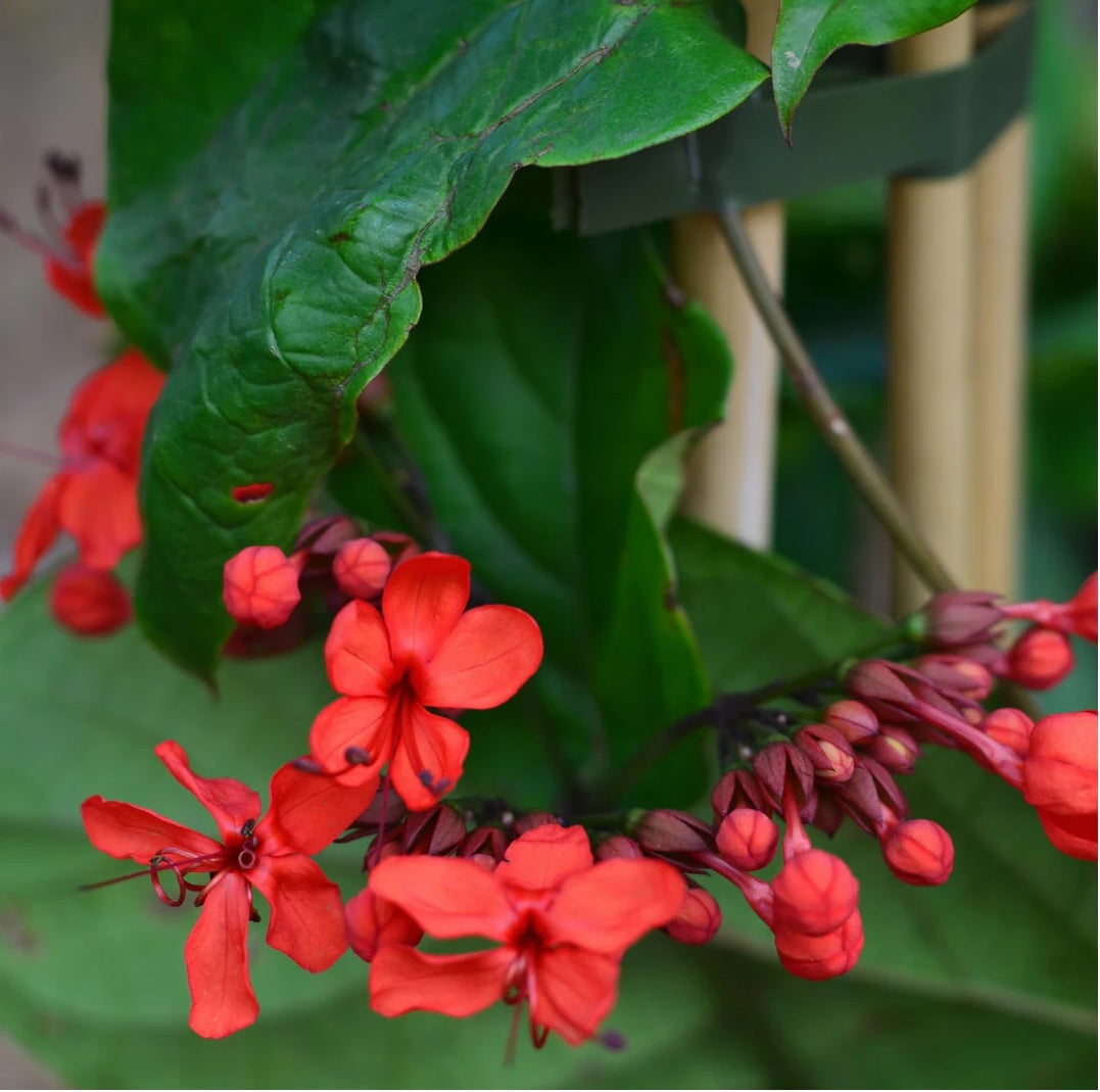 Flaming Glorybower Tripods (Clerodendrum splendens)