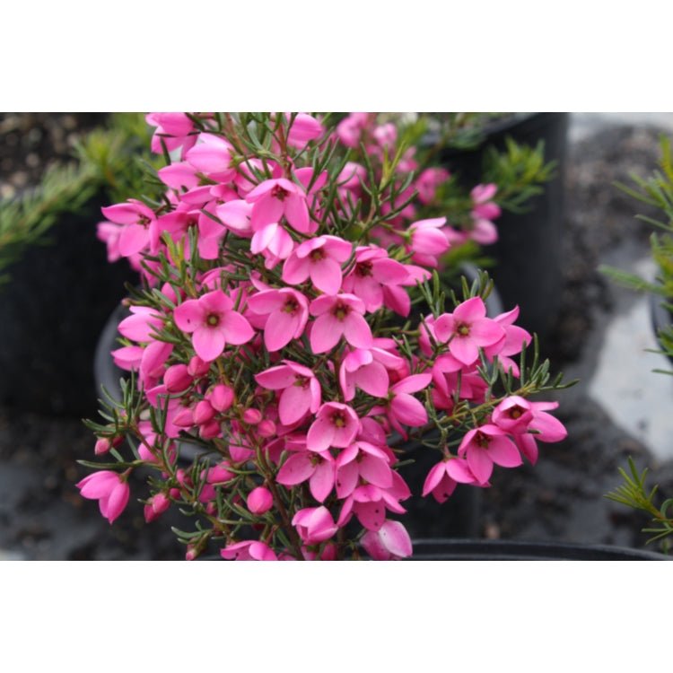 Flamingo Boronia (Boronia Flamingo) - Ladybird Nursery