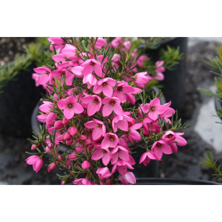 Flamingo Boronia (Boronia Flamingo)