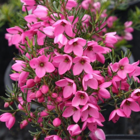 Flamingo Boronia (Boronia Flamingo) - Ladybird Nursery