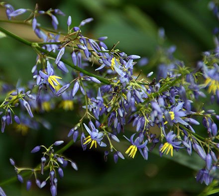 Flax Lily (Dianella caerulea) - Ladybird Nursery