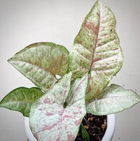 Flax Lily (Dianella Silverado)