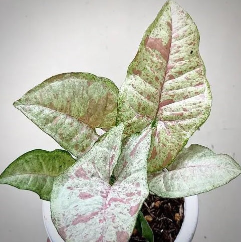 Flax Lily (Dianella Silverado)