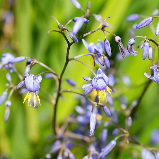 Flax Lily BREEZE ® (Dianella caerulea)