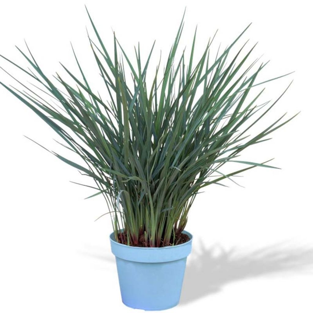 Flax Lily Coolvista™ (Dianella revoluta) - Ladybird Nursery