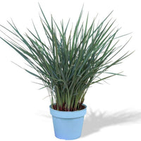 Flax Lily Coolvista™ (Dianella revoluta)