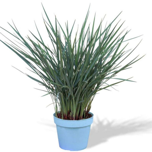 Flax Lily Coolvista™ (Dianella revoluta)