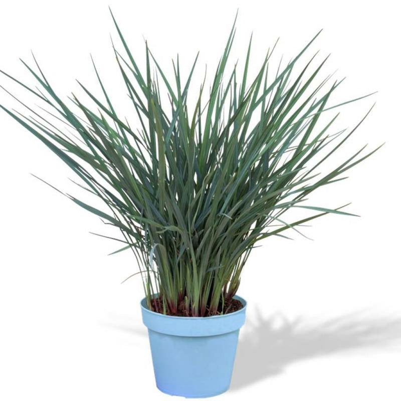 Flax Lily Coolvista™ (Dianella revoluta)