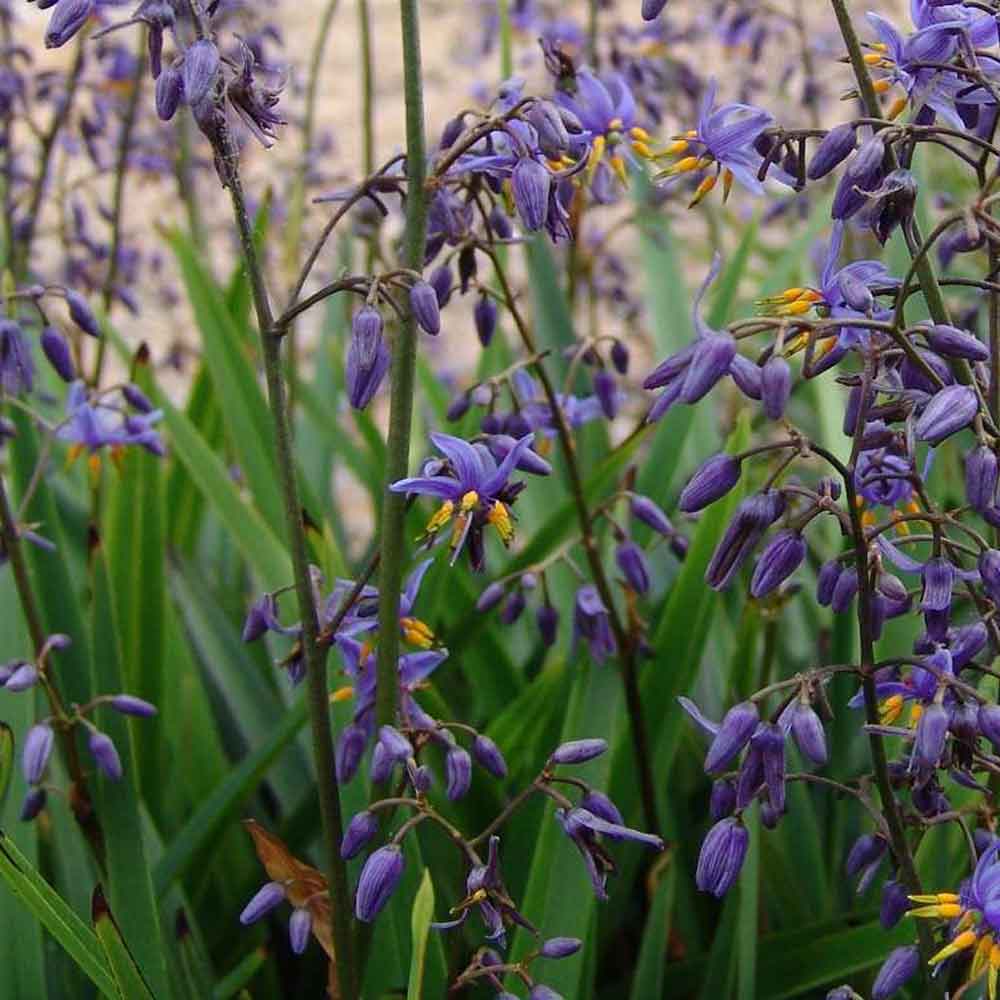 Flax Lily Goddess (Dianella caerulea) - Ladybird Nursery