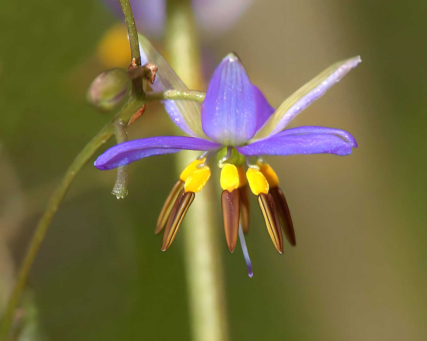 Flax Lily Seaspray (Dianella revoluta)