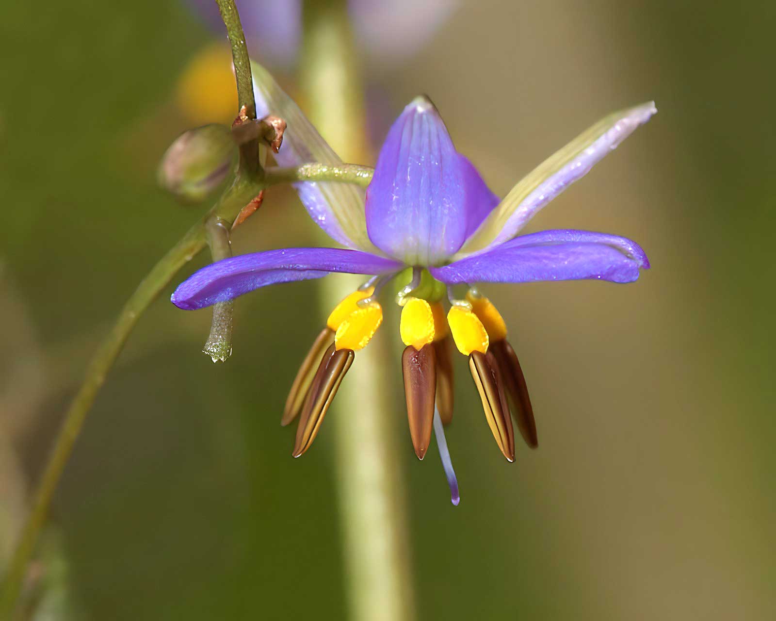 Flax Lily Seaspray (Dianella revoluta)
