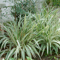 Dianella Silver STREAK™ (Flax Lily) - Ladybird Nursery