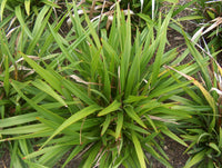 Flax Lily TASRED ® (Dianella tasmanica)