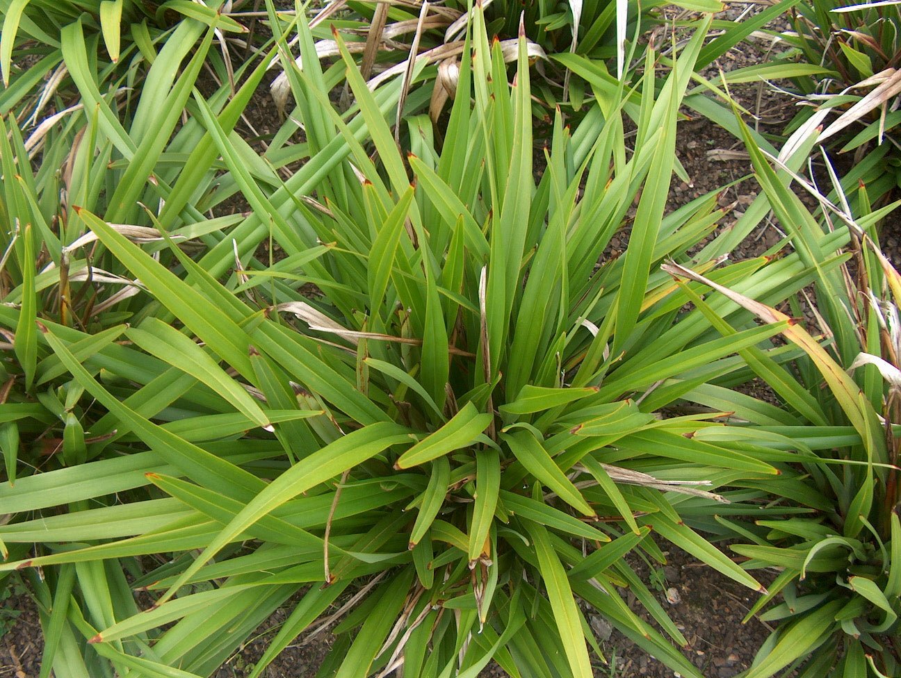 Flax Lily TASRED ® (Dianella tasmanica) - Ladybird Nursery