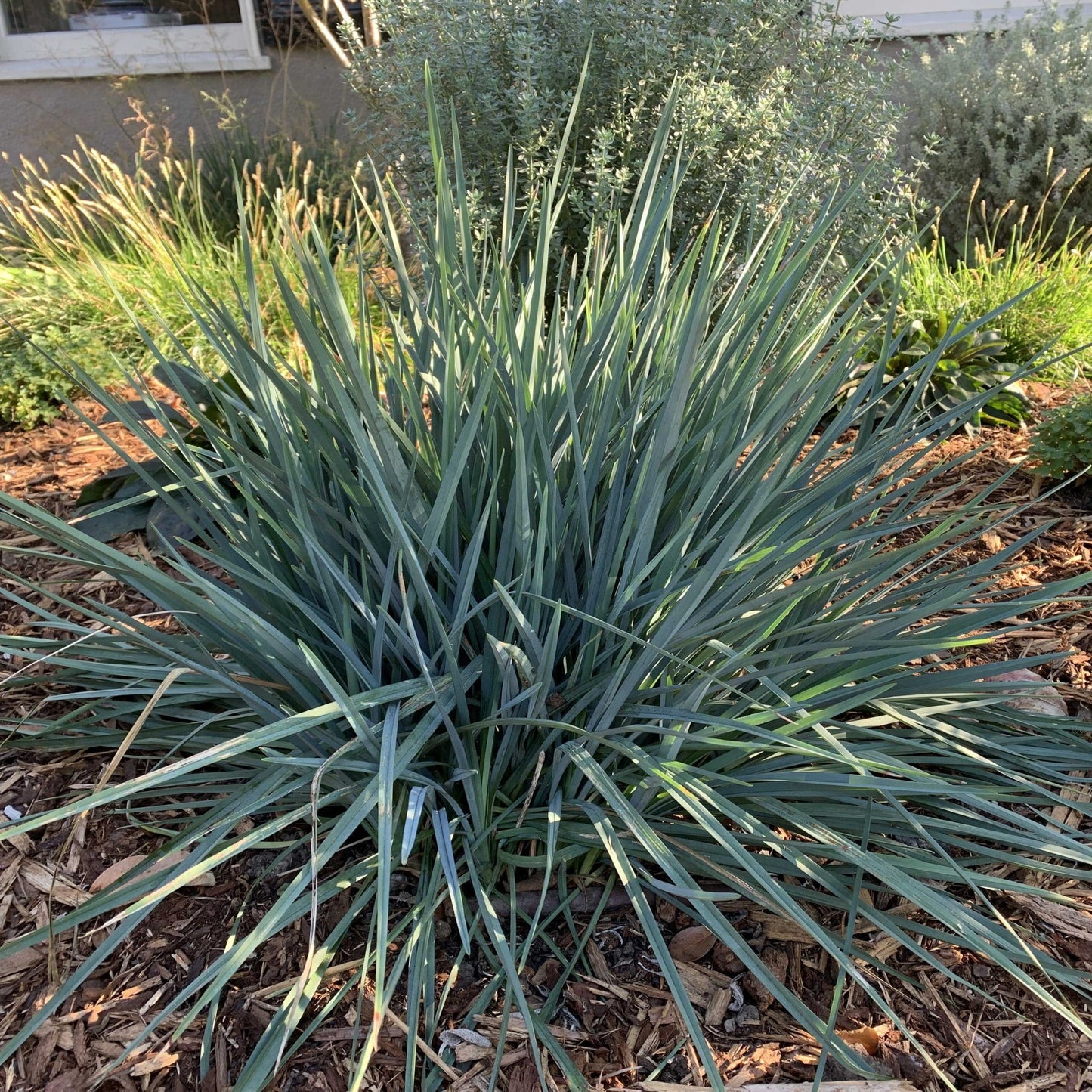 Flax Lily UTOPIA ® (Dianella prunina)