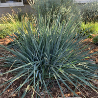 Flax Lily UTOPIA ® (Dianella prunina)