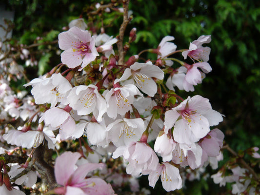 Flowering Cherry Kojo No Mai (Prunus incisa)