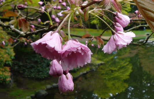 Flowering Cherry Ojochin (Prunus serrulata)