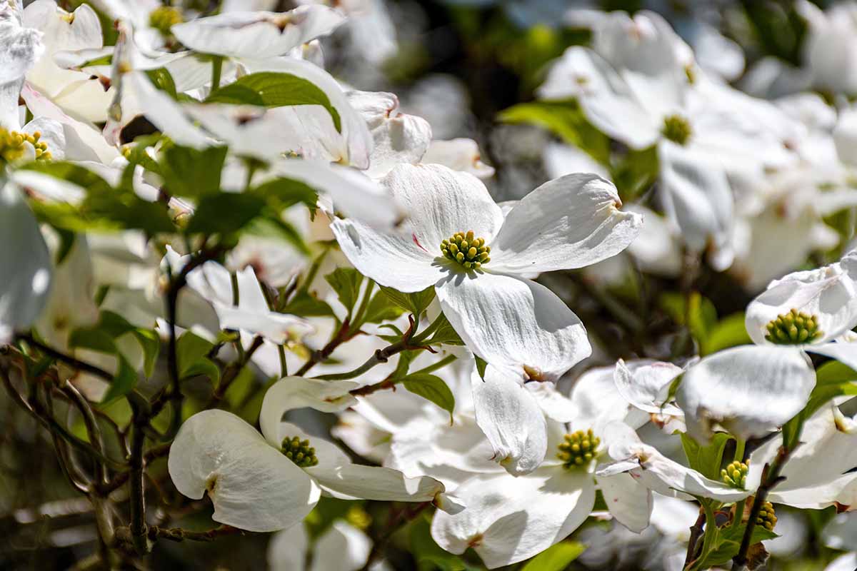 Flowering Dogwood First Lady (Cornus florida) - Ladybird Nursery