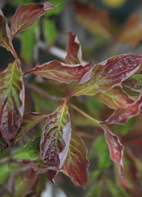 Flowering Dogwood Purple Glory (Cornus florida) - Ladybird Nursery
