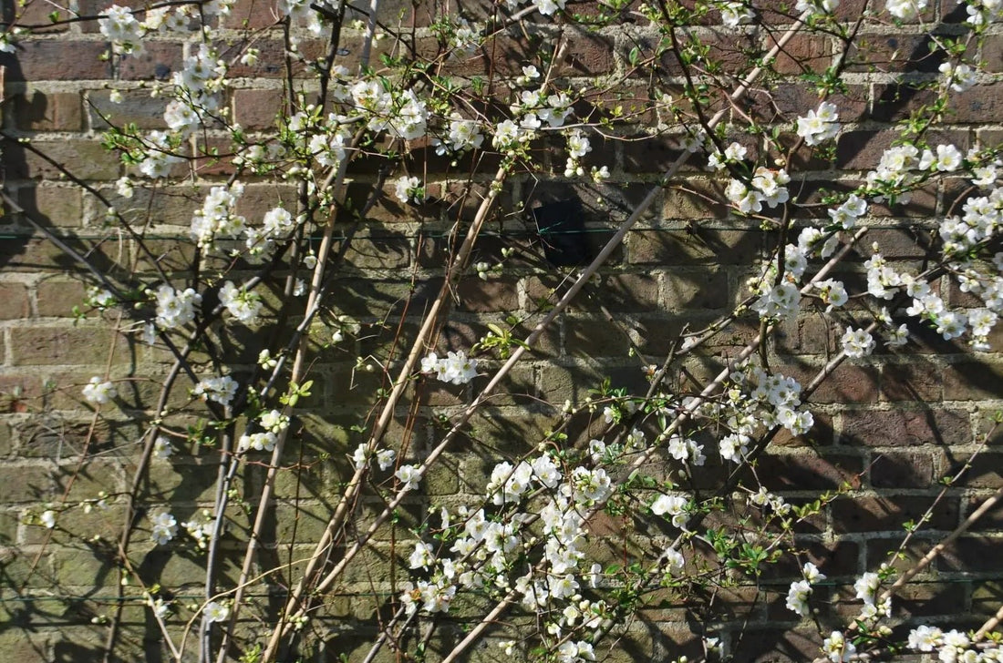 Flowering Quince Nivalis (Chaenomeles speciosa) - Ladybird Nursery