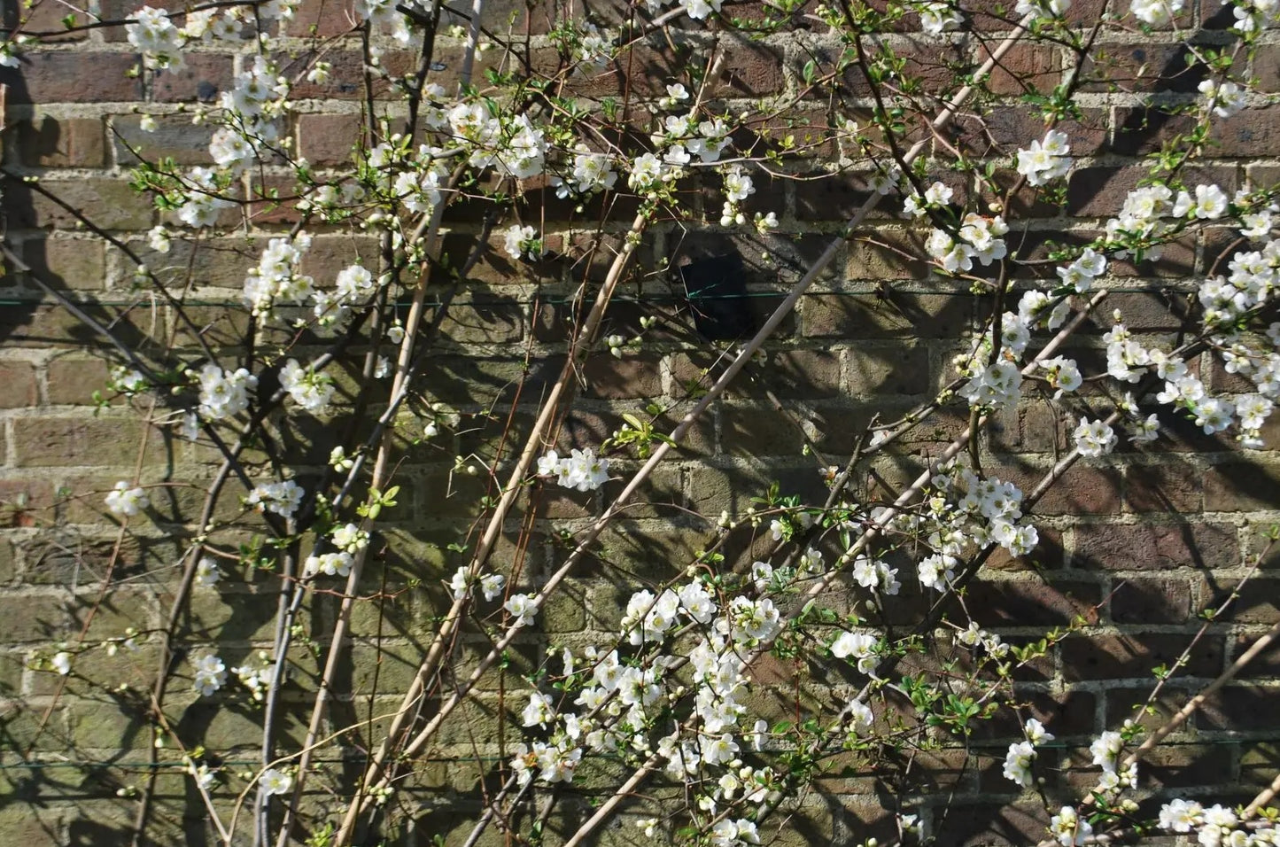 Flowering Quince Nivalis (Chaenomeles speciosa)