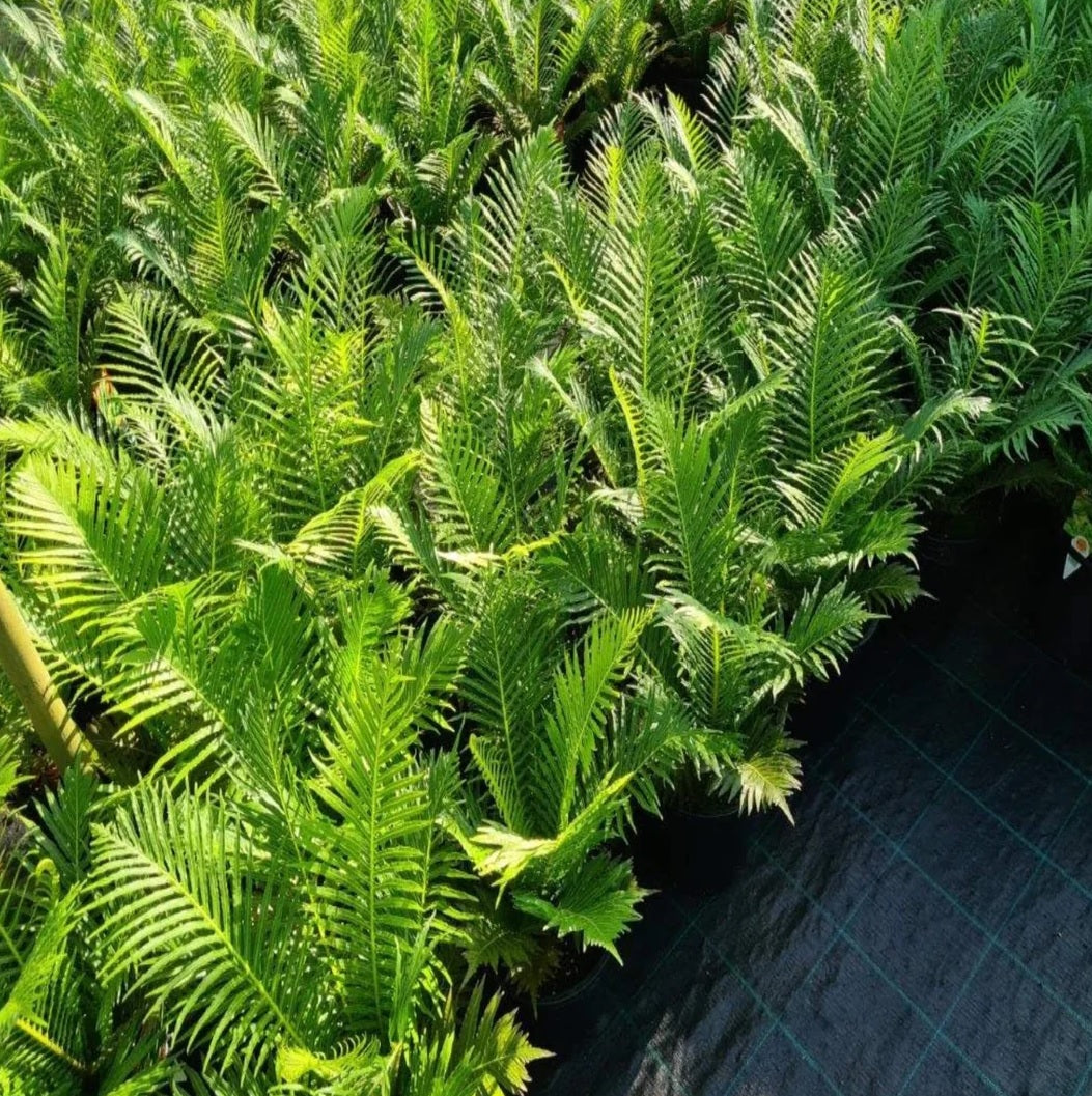 Fluffy Duck Fern (Blechnum Fluffy)
