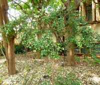 Forest Bush (Eugenia zeyheri) - Ladybird Nursery