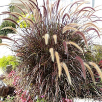 Fountain Grass Burgundy (Pennisetum spp.)