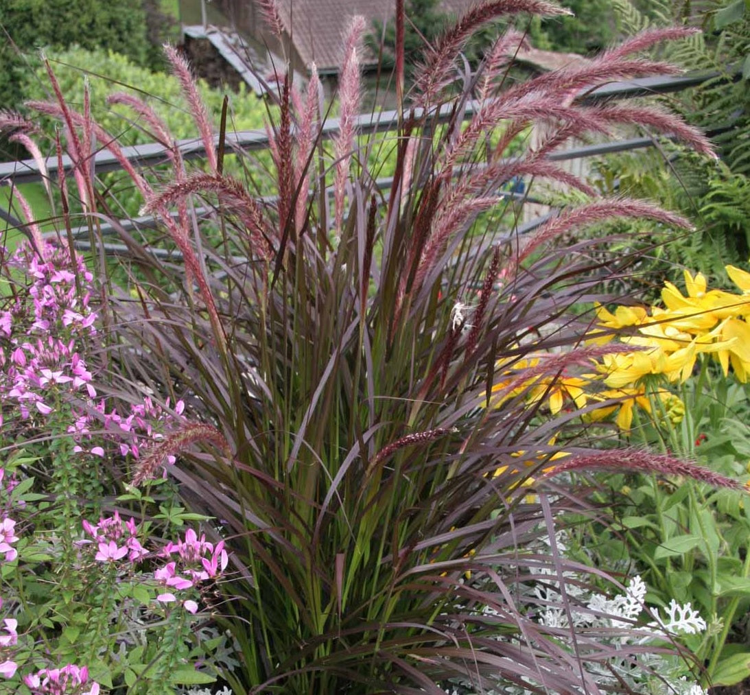 Fountain Grass Rubrum (Pennisetum advena)