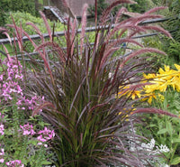 Fountain Grass Rubrum (Pennisetum advena) - Ladybird Nursery