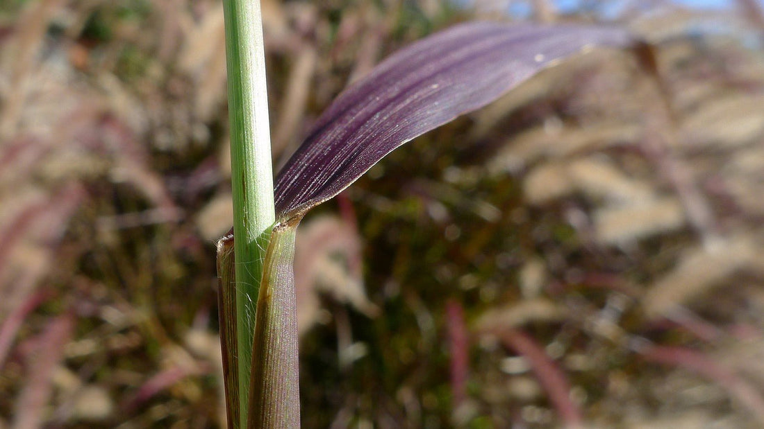 Fountain Grass rubrum compacta (Pennisetum macrostachyum) - Ladybird Nursery