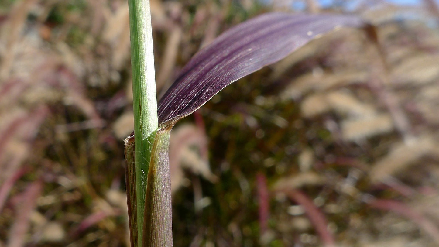 Fountain Grass rubrum compacta (Pennisetum macrostachyum)