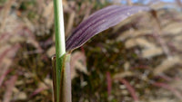 Fountain Grass rubrum compacta (Pennisetum macrostachyum)