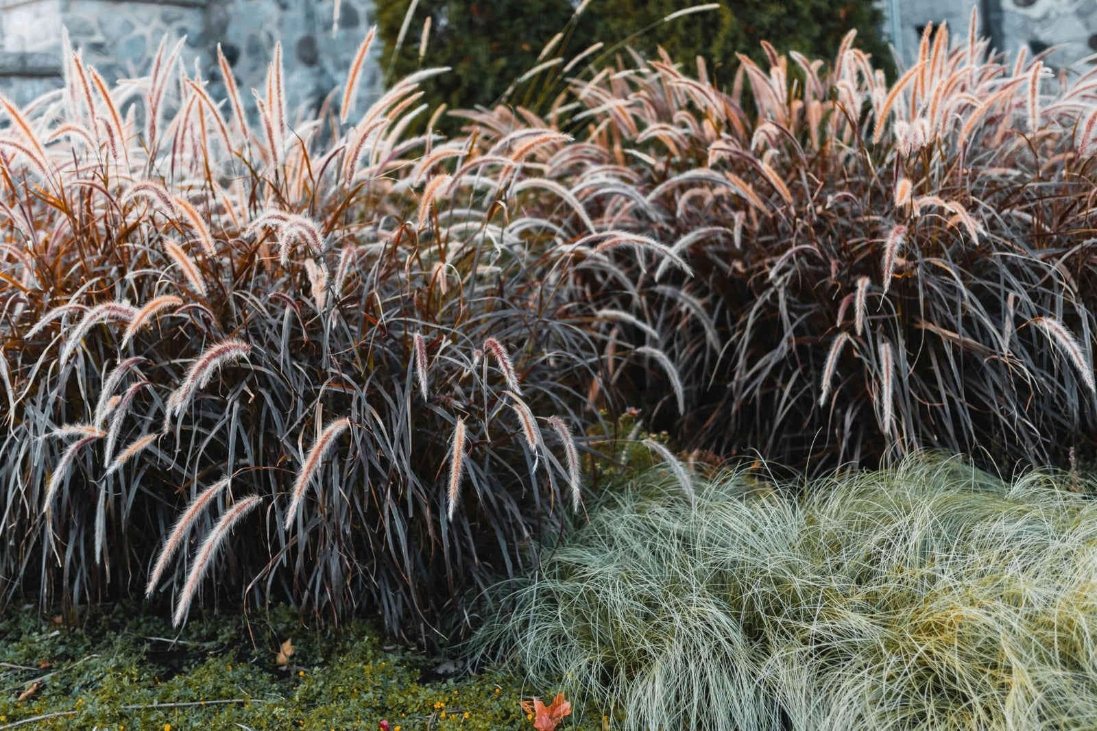 Fountain Grass Ruby Magic (Pennisetum) - Ladybird Nursery