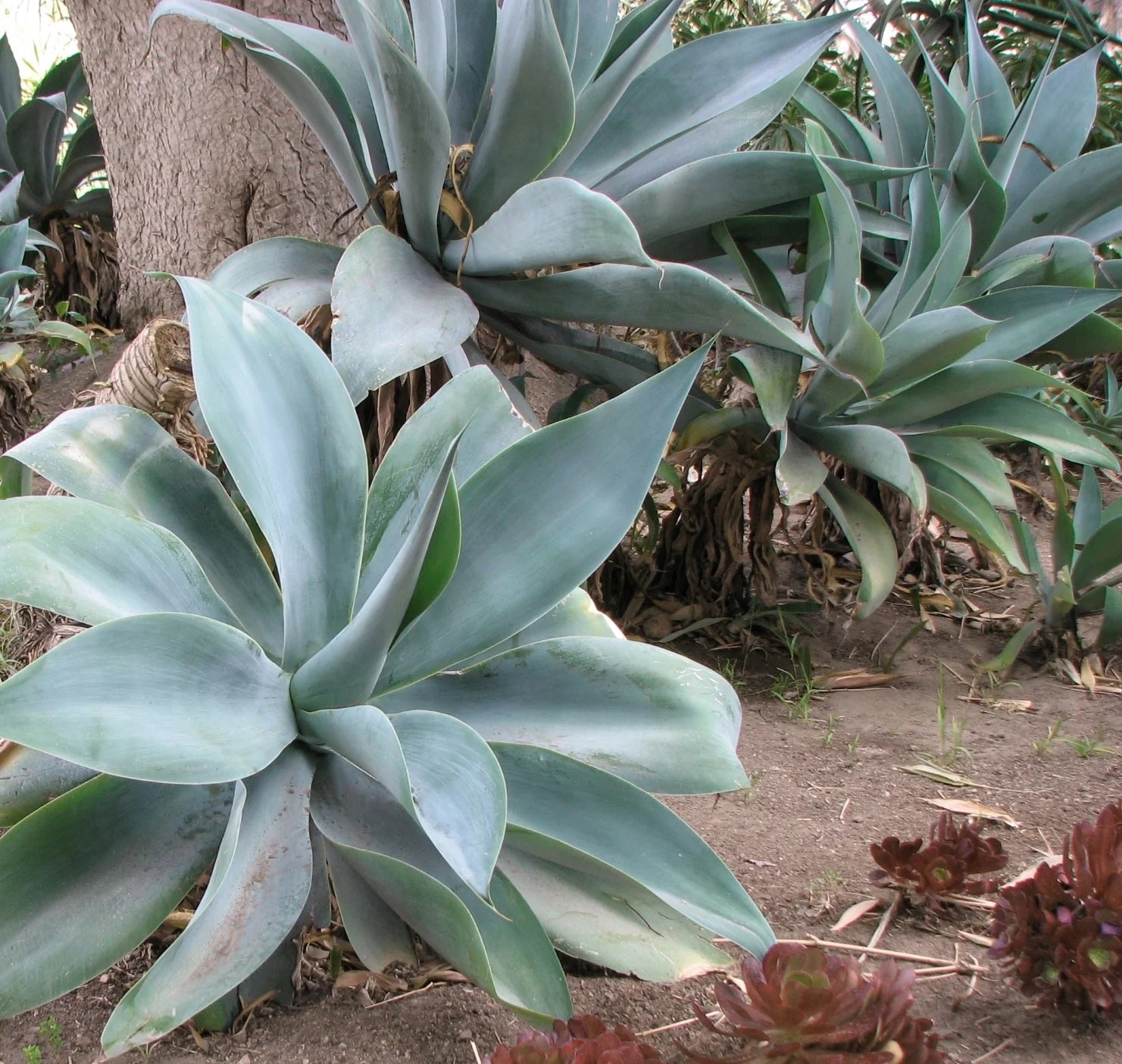 Fox Tail Agave Boutins Blue (Agave attenuata) - Ladybird Nursery