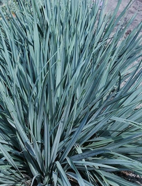 Flax Lily Stream™ (Dianella Blue)