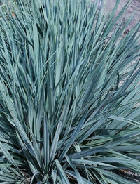 Flax Lily Stream™ (Dianella Blue)