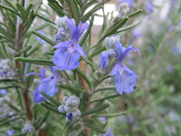 Rosemary Herb Cottage (Rosmarinus officinalis)