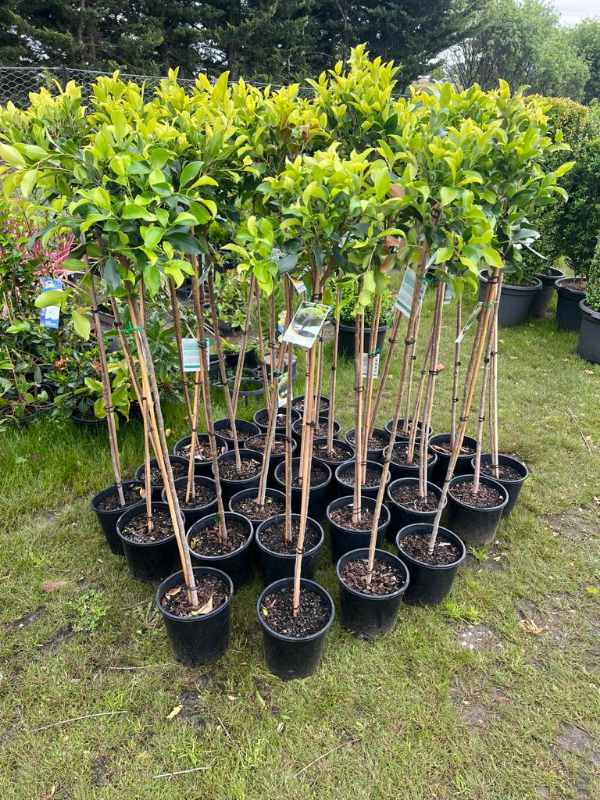 Fig Flash 3ft Standards (Ficus microcarpa) - Ladybird Nursery