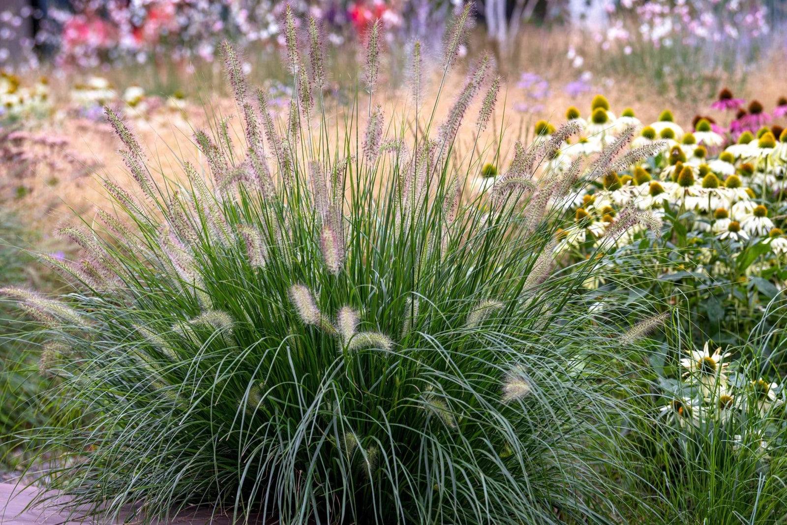 Fountain Grass (Pennisetum alopecuroides) - Ladybird Nursery