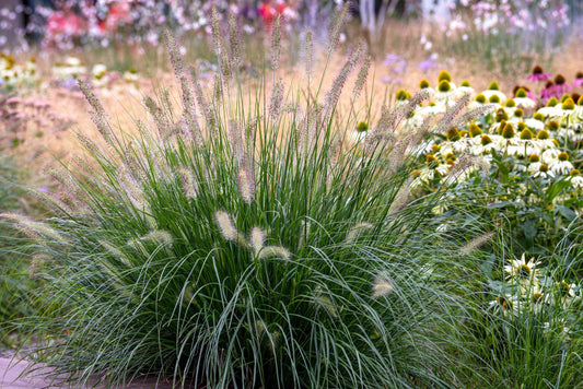 Fountain Grass (Pennisetum alopecuroides)