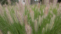 Fountain Grass 'NAFRAY®' (Pennisetum alopecuroides)