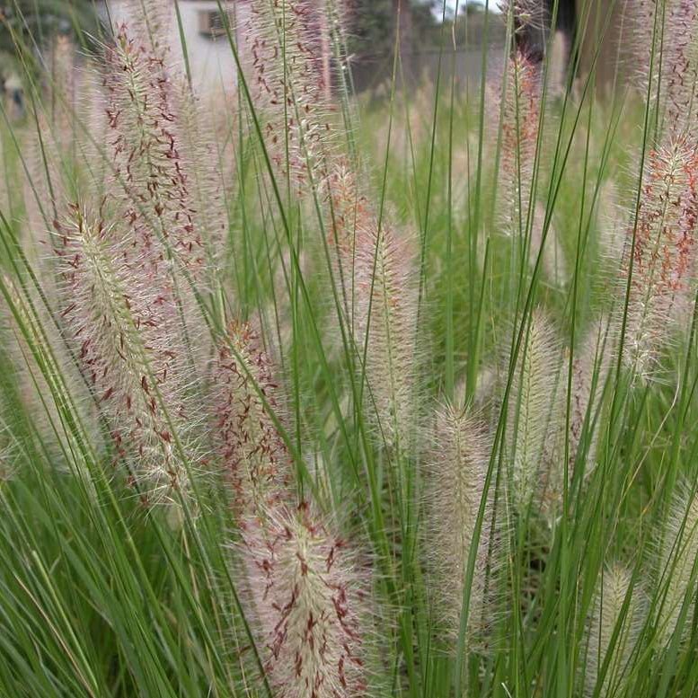 Fountain Grass 'NAFRAY®' (Pennisetum alopecuroides) - Ladybird Nursery