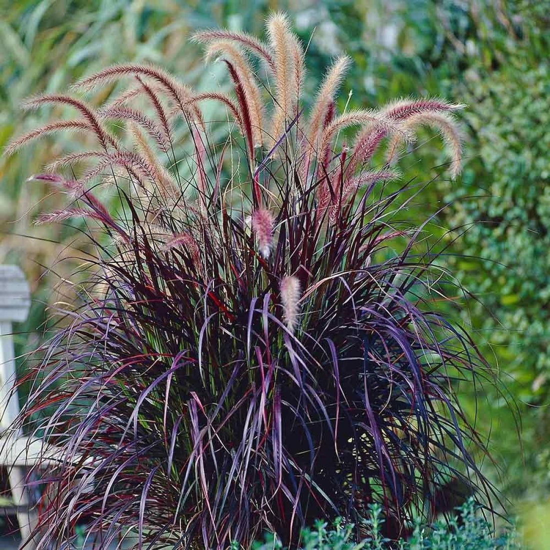 Fountain Grass Rubrum (Pennisetum advena) - Ladybird Nursery
