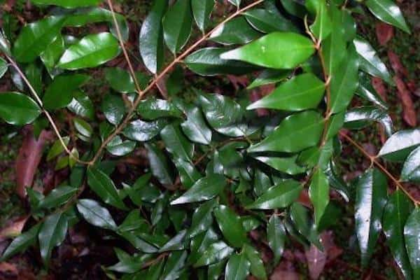 Francis Water Gum (Syzygium francisii)