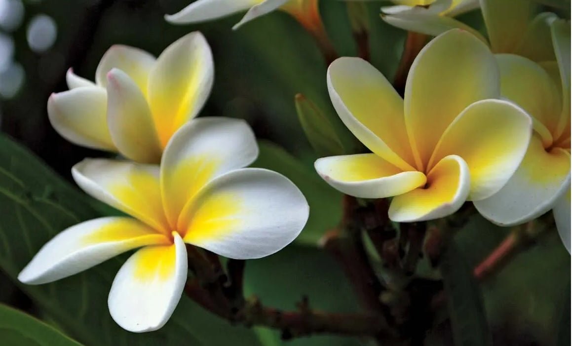 Frangipani (Plumeria obtusa) - Ladybird Nursery