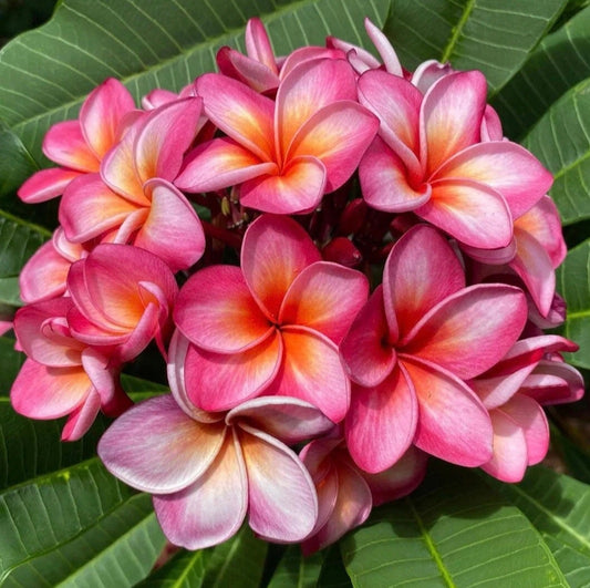 Frangipani Pink (Plumeria acuta)