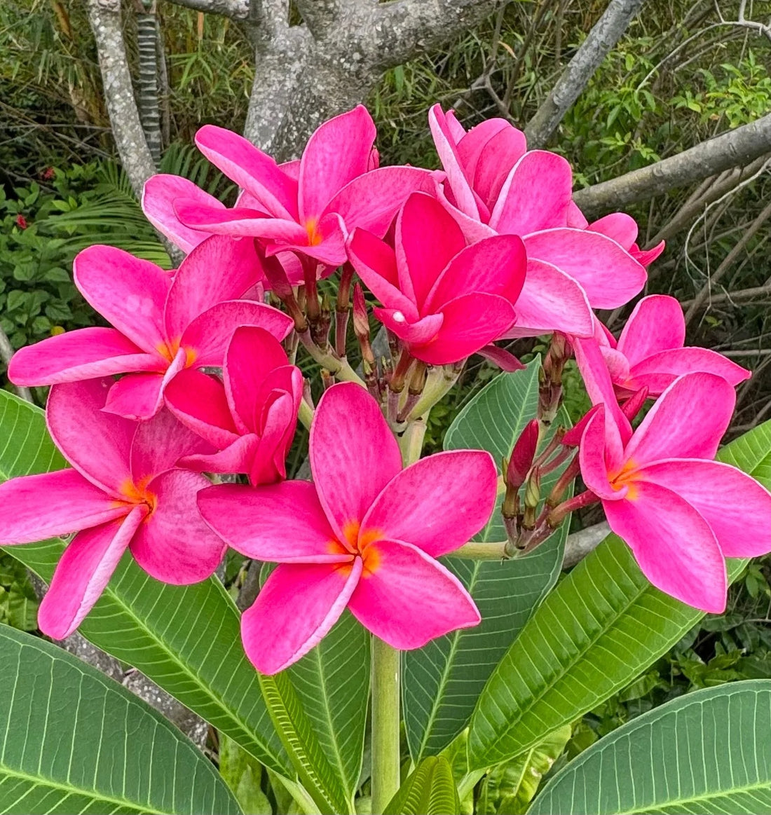 Frangipani Pink (Plumeria rubra) - Ladybird Nursery
